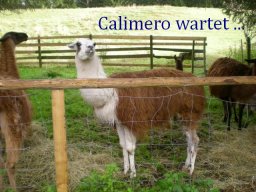 050a_lamawanderung_  calimero